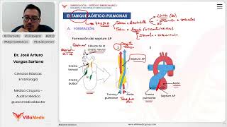 Desarrollo del sistema cardiaco  El tabiquete aórtico  pulmonar [upl. by Shaffer136]