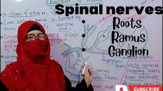 Spinal nerves  dorsal and ventral roots  dorsal and ventral rami  chapter 4 axilla  bdc [upl. by Ardiedak]