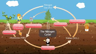 The Nitrogen Cycle [upl. by Alioz]