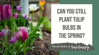 Can You Still Plant Tulip Bulbs in the Spring [upl. by Nedah]