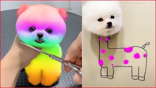 Cute Pomeranian Puppies Doing Funny Things 2  Cute and Funny Dogs  Mini Pom [upl. by Nawram263]