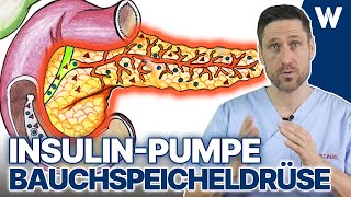 Deine Bauchspeicheldrüse Die Drüse für Stoffwechsel Verdauung und die Hormone Insulin amp Glukagon [upl. by Allemaj]