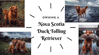 OWNING A DOG  TOLLER  Nova Scotia Duck Tolling Retriever [upl. by Barabbas926]