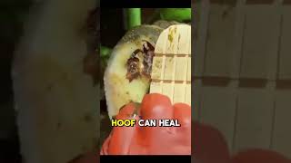 tiktok viral foryou farrier farrierlife farriersoftiktok horse hoof hoofcare satisfying [upl. by Pinzler234]