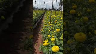 Ball type yellow marigold plants and tall variety marigold plants Sathish Nursery [upl. by Oninotna]