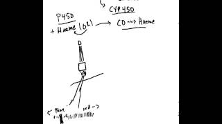 What are Cytochrome P 450 Enzymes [upl. by Daffie]