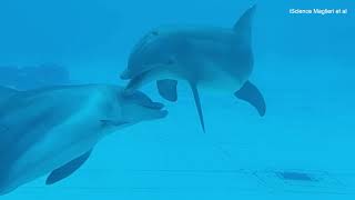 Bottlenose dolphins smile at their friends while playing together [upl. by Ahsied974]