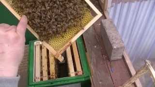 Ingo´s Bienen 34 Mini Plus erweitern und suche der jungen Königin [upl. by Rakel]