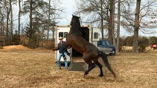 3 Steps to Teaching your Horse to Load on a Trailer [upl. by Fiel]