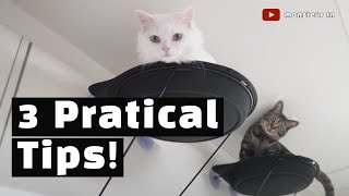 3 Practical Tips For Living With Cats In Studio Apartments [upl. by Hallock]