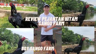 KOLEKSI AYAM JANTAN SANGO [upl. by Kwok]