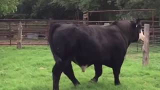 Simmental x Angus Bull [upl. by Genni]