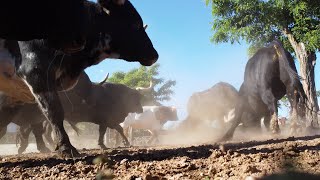 El DRONE se CAE en medio de los TOROS BRAVOS [upl. by Nert]