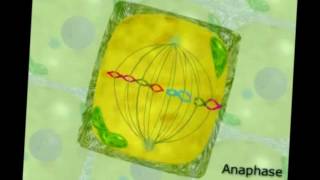 Mitosis y citocinesis celula vegetal [upl. by Anselmi]