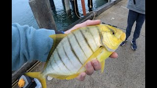 Fishing Mooloolaba Canals and River  Rare BLUEFIN and GOLDEN Trevally on LURES  Mooloolaba ep 1 [upl. by Frayda]