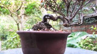 2015 10 24 縮緬葛チリメンカズラ盆栽 Trachelospermum Asiaticum Bonsai [upl. by Annitsirhc]