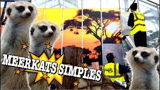 Simples Meerkat Sign  Wall Graphics by Simply Stripes the Signmakers [upl. by Aikahc823]