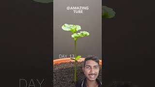 Growing bitter gourd  Time lapse  time lapse vidieo  food timeslapse farming shortsviral [upl. by Leihcar827]