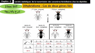 Dihybridisme gènes liés 2 bac SVT option français شرح بالداريجة [upl. by Lednor237]