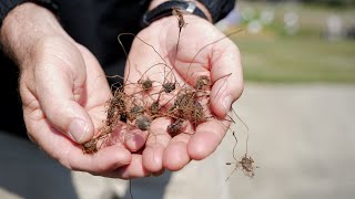 Get It Growing How to Combat Nutsedge [upl. by Amatruda137]