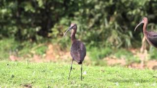 Zwarte ibissen in Holland  Glossy Ibises 2013 [upl. by Yvon359]