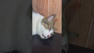 Low batt si Finley Wa epek ang apatoapato cat funnycat catlover cutecat furbaby [upl. by Dupaix]