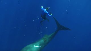 Swimming with Sperm Whales  Super Giant Animals  BBC Earth [upl. by Holds]