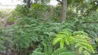 Honey Locust from Blossom to Podunlocking the food [upl. by Gerhardine27]