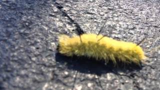 poisonous american dagger moth caterpillar yellow and black fuzzy acronicta americana [upl. by Samuela]