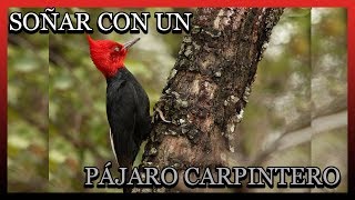 SOÑAR CON UN PAJARO CARPINTERO 🐦💜 Que Significa Soñar con Ave o Pajar Carpintero 😴 [upl. by Eniron]