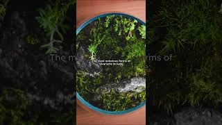 The different types of vivariums [upl. by Gnik]