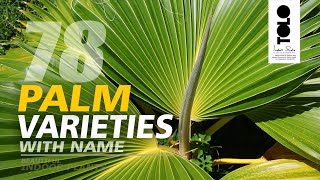 Palm Varieties with name  Beautiful Indoor Palms  Types of Palm Trees [upl. by Sylvan]