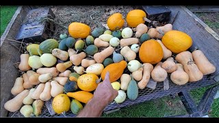 Squash Harvest zone 6A southern wv 2024 [upl. by Oirrad752]