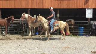 Sold Lemon 58 14 yr old 143h palomino QH mare 1950 [upl. by Rengia]