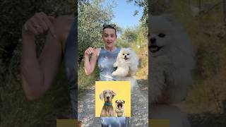 МЫ ПЛОХАЯ СЕМЬЯ 😱 касси dog собака собаки catvideos shorts [upl. by Zelda11]