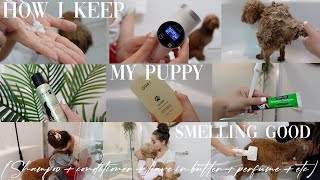 My Dogs Hygiene Routinehow I keep her smelling good [upl. by Pardner]