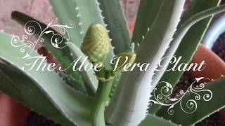 Aloe Vera  How to Replant [upl. by Socin]