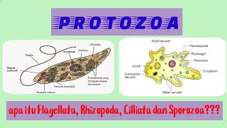 PROTOZOA  CIRICIRI DAN PENGELOMPOKANNYA [upl. by Neela806]