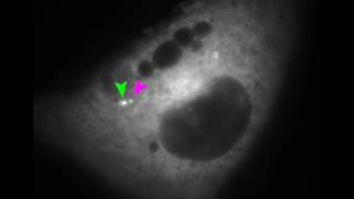 Polyomavirus and the ER membrane [upl. by Mcgrody]