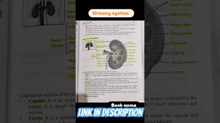 URINARY SYSTEM ANATOMY PHYSIOLOGY NOTES🤞urinarysystem shorts [upl. by Lemor]