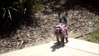 Chihuahua walks funny Walks Like A Gaited Horse [upl. by Assirim]