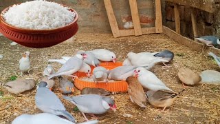 Boil Rice for Birds  Finch Bird Diet Java Sparrow Birds and zebra finch BengaliFinc Bird Soft Food [upl. by Admana]