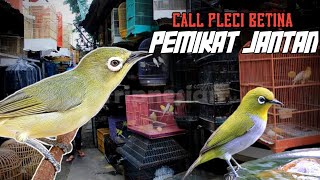 CALL PLECI BETINA PEMIKAT PLECI JANTAN [upl. by Fulbright]