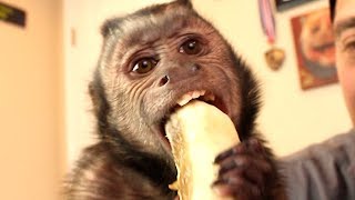 Capuchin Monkey amp Mushy Banana PART 4 [upl. by Fergus475]