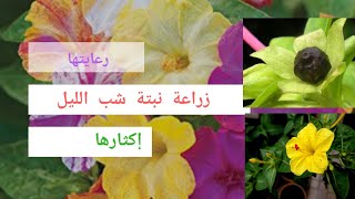 معلومات عن نبتة الساعة الرابعة Mirabilis jalapa [upl. by Kaplan363]