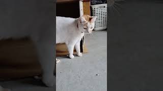 あまり動かない猫動画 [upl. by Katha73]