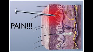 Introduction to Neuroscience 2 Lecture 6 Pain and Temperature [upl. by Nitsreik]