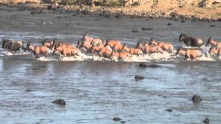 wildebeest and topi crossing Mara river [upl. by Adroj]