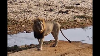 Plains Camp Male Lion taking a Drink  Sabi Sands  4 August 2024 [upl. by Hgeilyak]