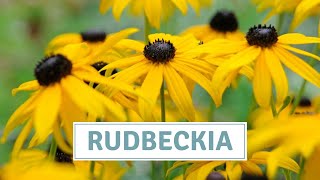 How To Sow BlackEyed Susan  Rudbeckia [upl. by Landre360]